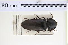 Foto (Dorsalansicht) von Beliophorus viduus (NHMW-ZOO-COL-0008206)